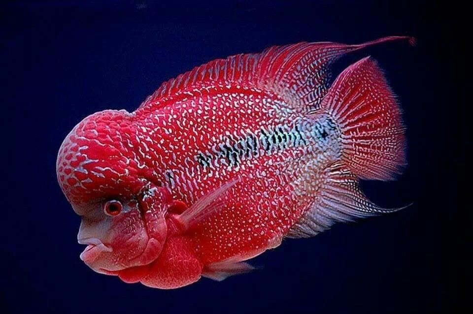 ความรับผิดชอบในการเลี้ยงปลาหมอสี