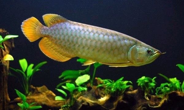 ค่าใช้จ่ายในการเลี้ยง ปลามังกร