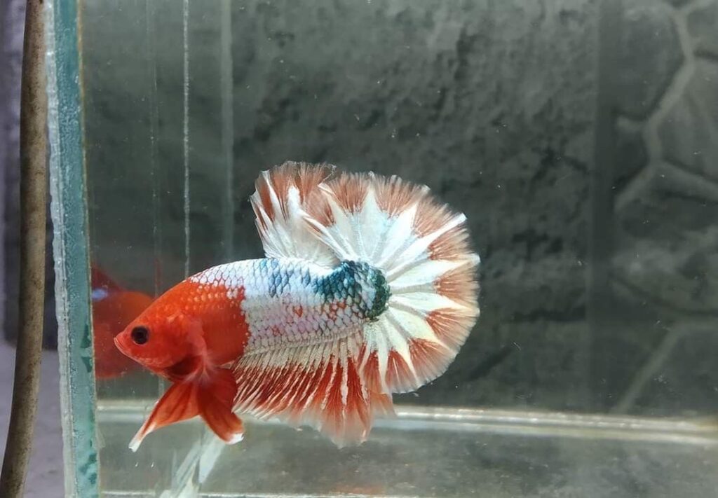 ค่าใช้จ่ายในการเลี้ยงปลากัด