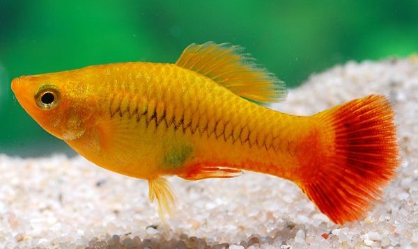 ค่าใช้จ่ายในการเลี้ยงปลาสอด