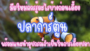 ปลาการ์ตูน