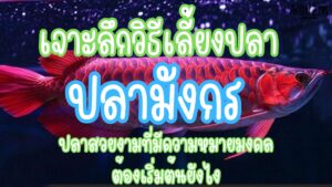 ปลามังกร