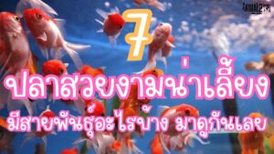 ปลาสวยงาม