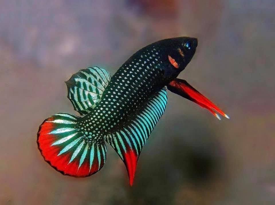 สิ่งที่ต้องเตรียมก่อนเลี้ยง ปลากัด