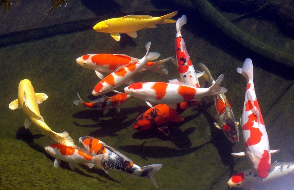 สิ่งที่ต้องเตรียมก่อนเลี้ยง ปลาคราฟ