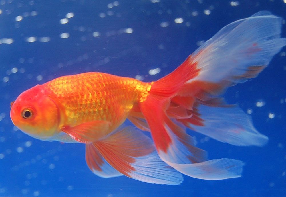 สิ่งที่ต้องเตรียมก่อนเลี้ยง ปลาทอง