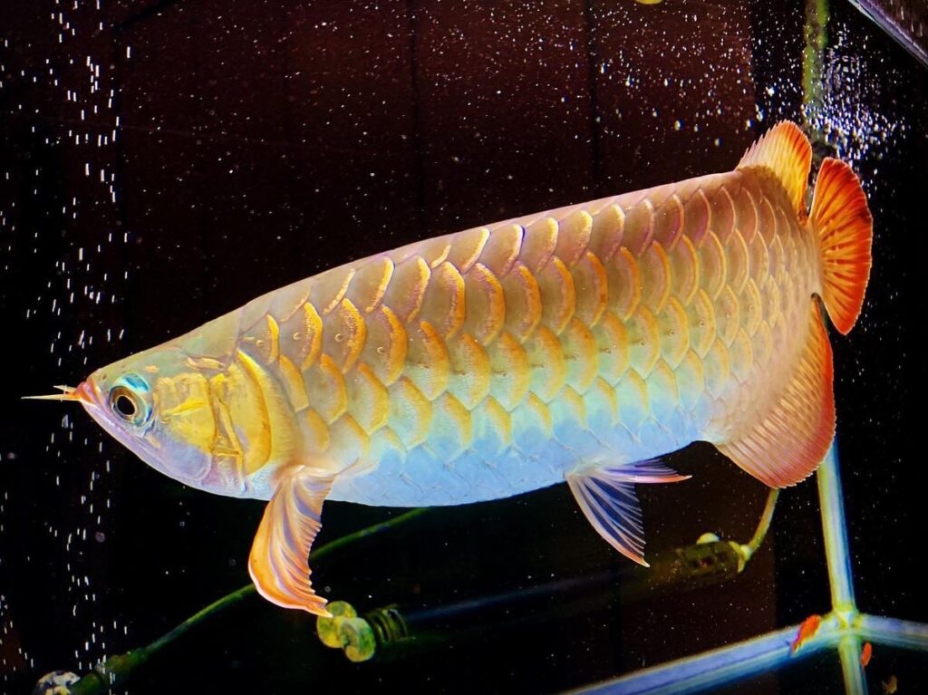 สิ่งที่ต้องเตรียมก่อนเลี้ยง ปลามังกร