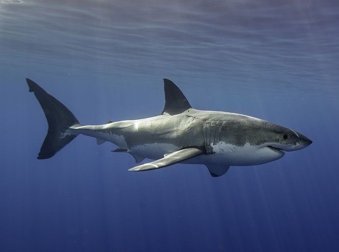 นิสัย ฉลาม