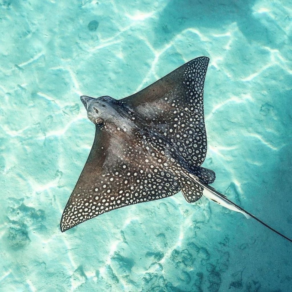 นิสัย ปลากระเบน