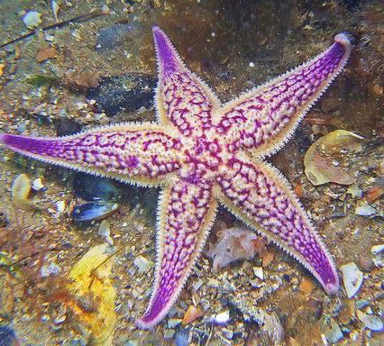 นิสัย ปลาดาว