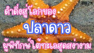 ปลาดาว