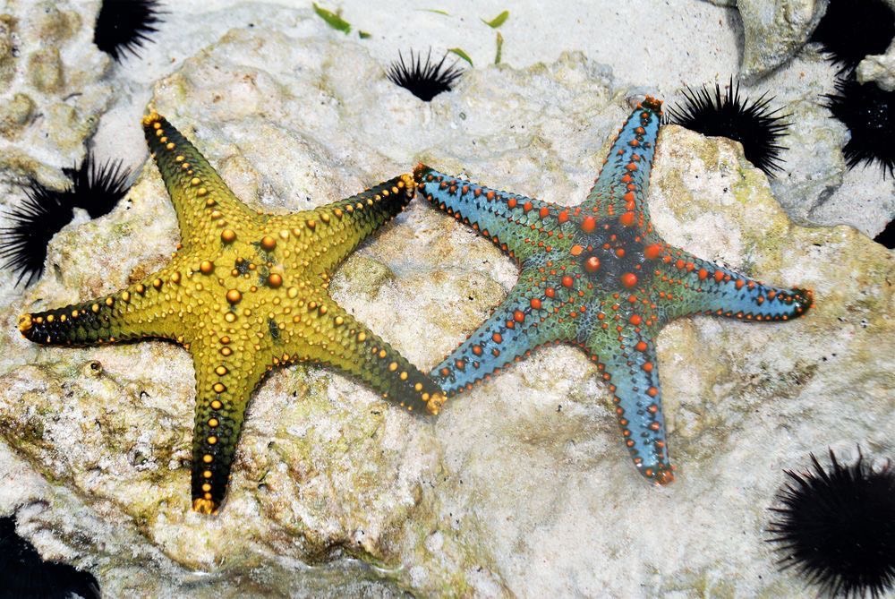 ปลาดาวทะเล