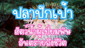 ปลาปักเป้า