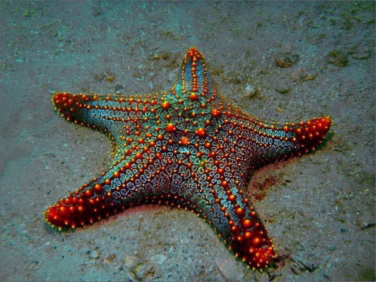 พฤติกรรมปลาดาว