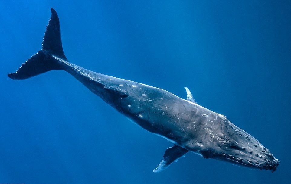 วาฬทะเล