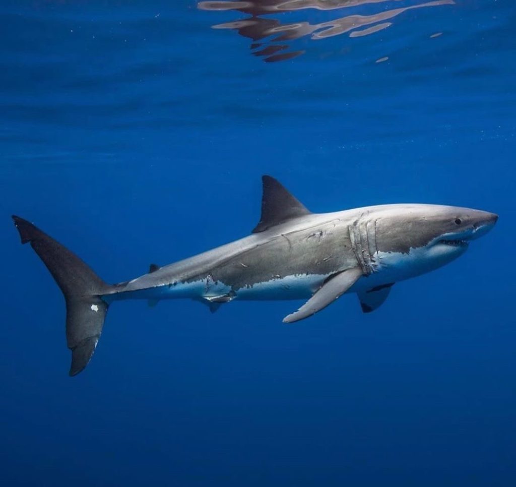 อาหาร ฉลาม