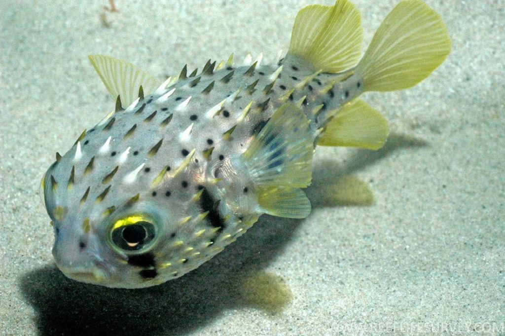 อาหารปลาปักเป้า