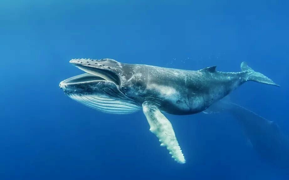 อาหารวาฬ