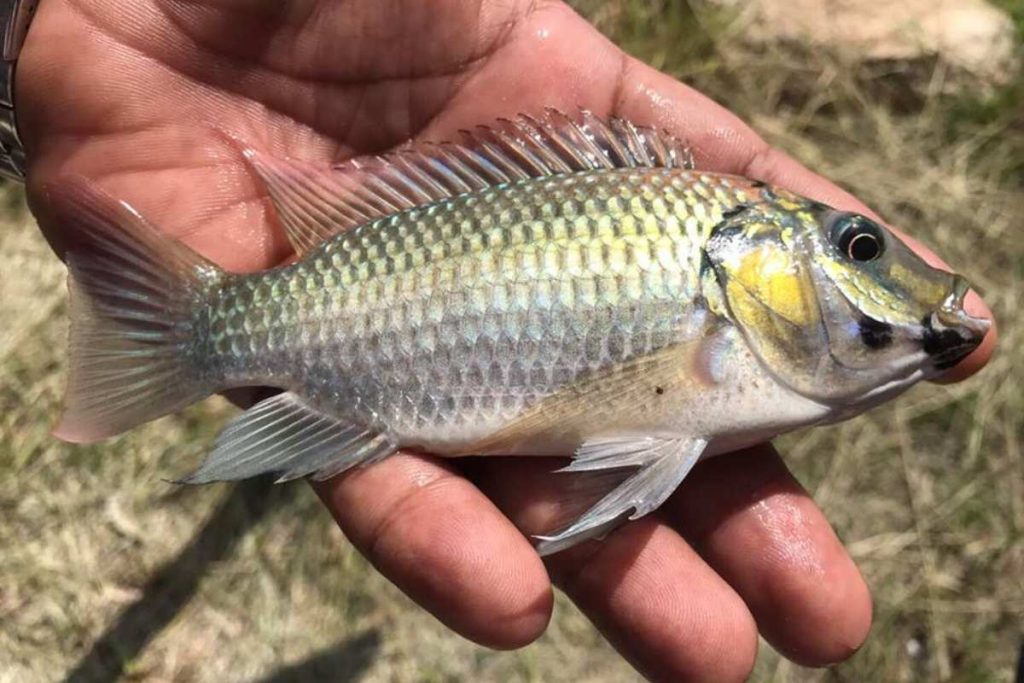 ปลาหมอคางสีดำ