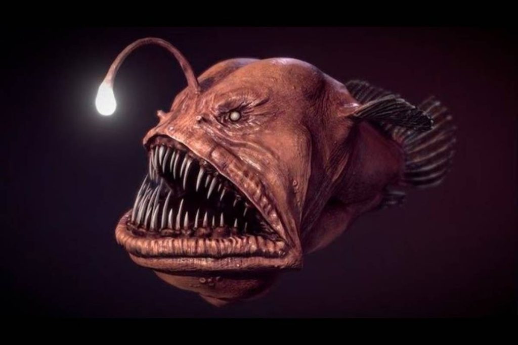Angler fish