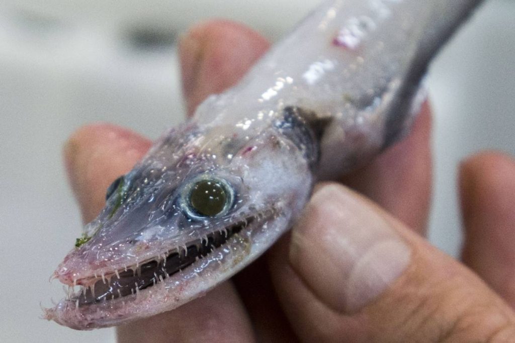 Deepsea lizardfish