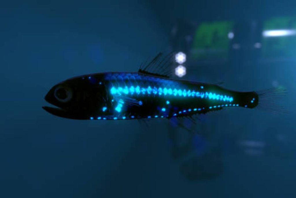 Lanternfish