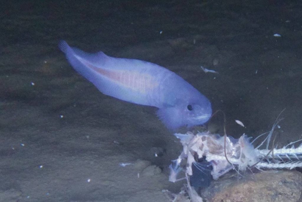 Mariana Snailfish