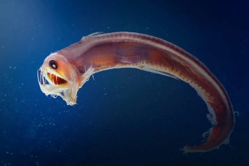 Viperfish