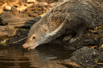 พังพอนกินปู