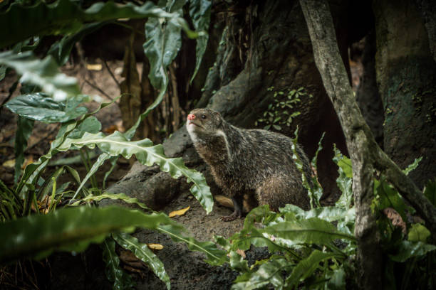 พังพอนกินปู