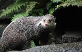 พังพอนกินปู