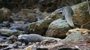 พังพอนกินปู