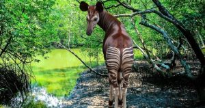 10 Cool Facts about the Most Mysterious Mammal on Earth