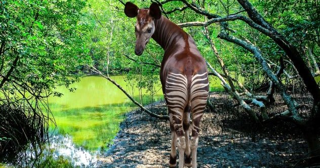 10 Cool Facts about the Most Mysterious Mammal on Earth