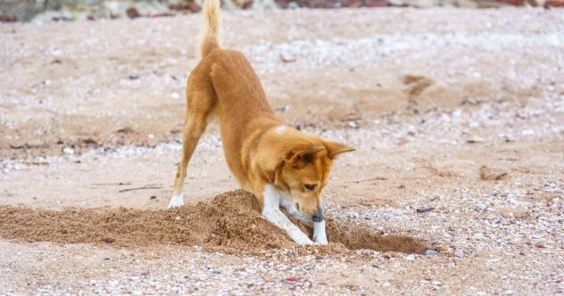 10 Animals That Made Archaeological Discoveries