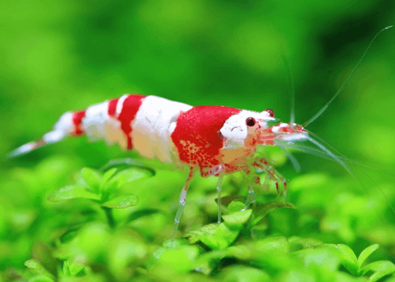 กุ้งแคระ