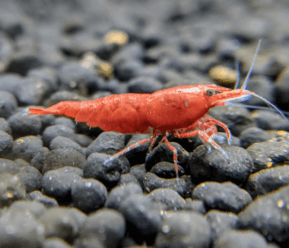 กุ้งแคระ