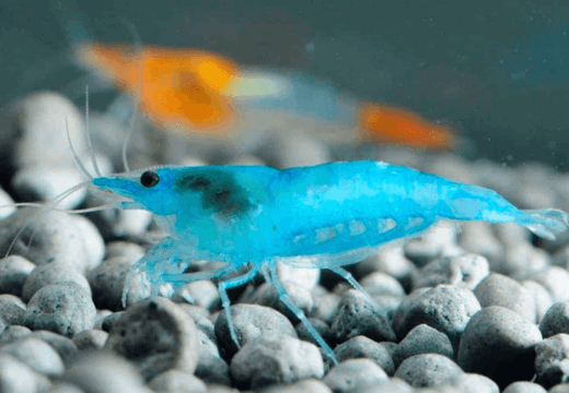 กุ้งแคระ