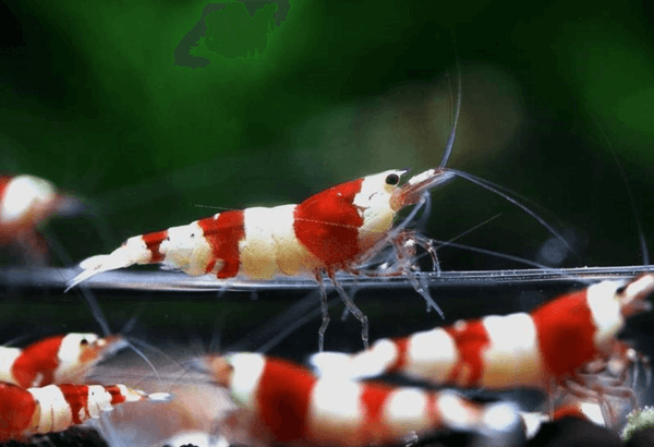 กุ้งแคระ