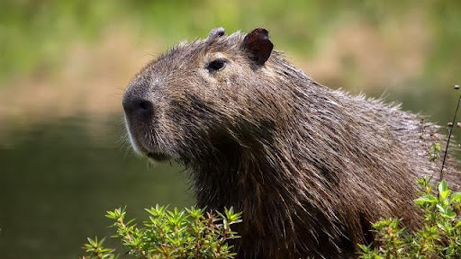 หมามะพร้าว