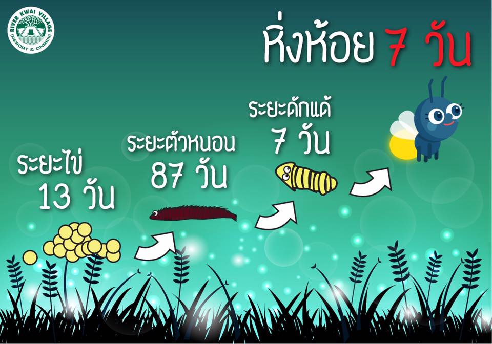 หิ่งห้อย