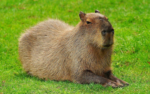 หมามะพร้าว