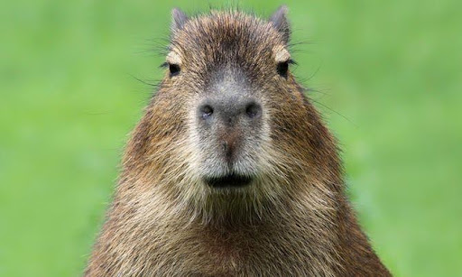 หมามะพร้าว