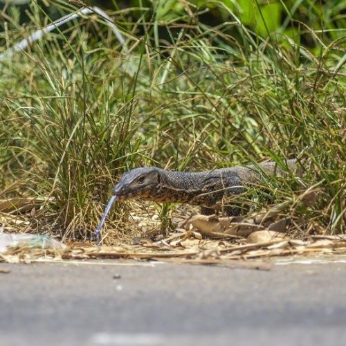 ตัวเงินตัวทอง-1