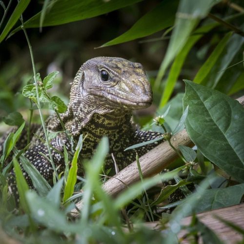 ตัวเงินตัวทอง-2