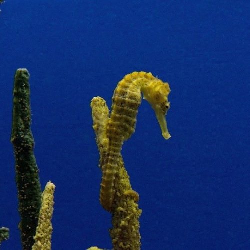 ม้าน้ำ-2